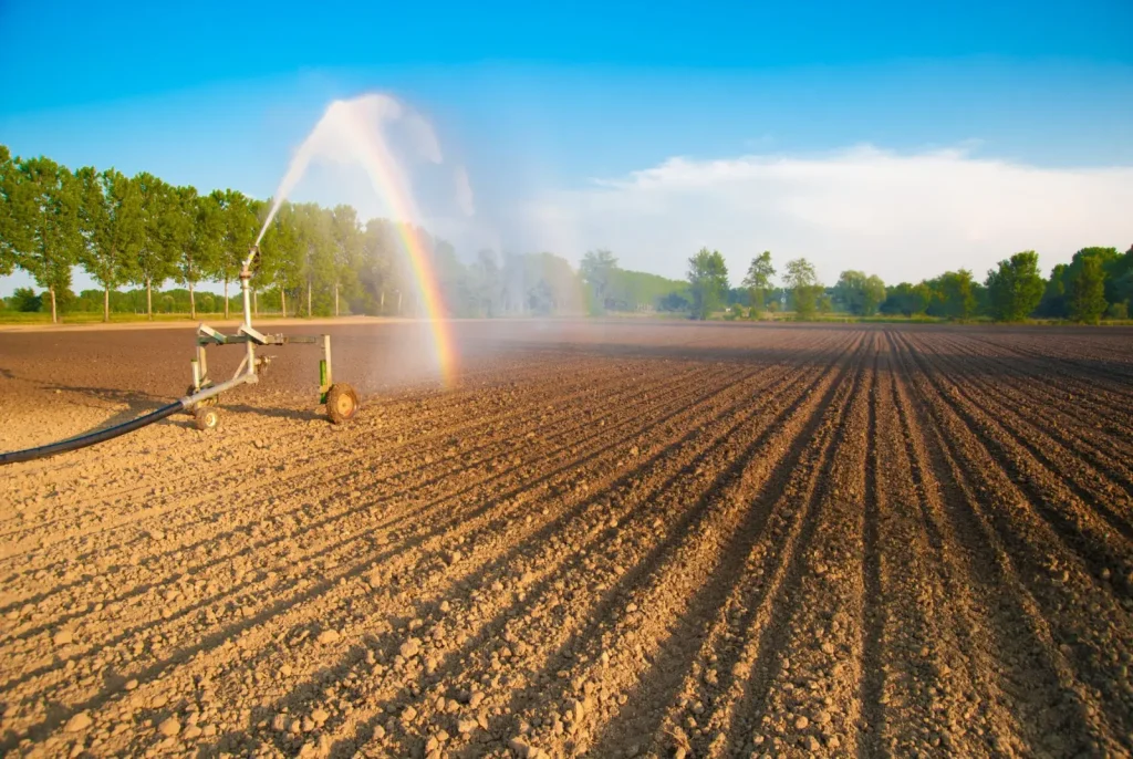 Irrigated field with rainbow